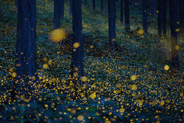 Japanese fireflies (Luciola parvula) flying around the trees (part 3)