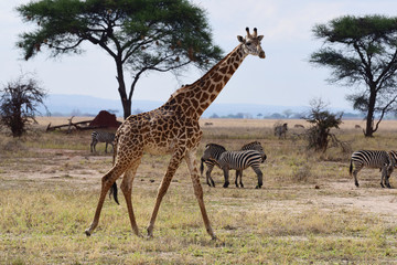 Giraffen mit Zebras