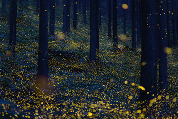 Japanese fireflies (Luciola parvula) flying around the trees (part 1)