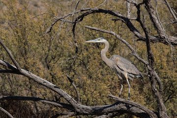 great blue heron in tree
