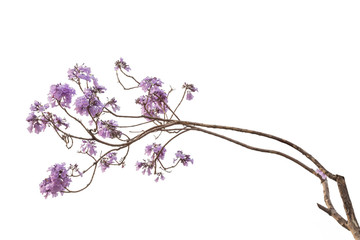 Jacaranda Flower isolated on white background, a species with an inflorescence at the tip of the purple flower, is native to South America.