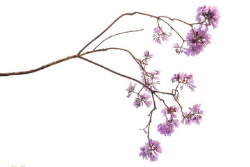 Jacaranda Flower isolated on white background, a species with an inflorescence at the tip of the purple flower, is native to South America.