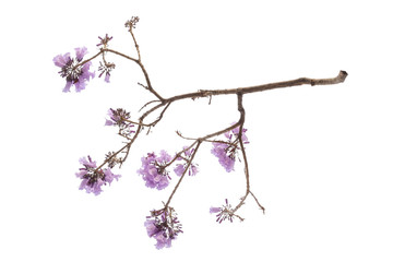Jacaranda Flower isolated on white background, a species with an inflorescence at the tip of the purple flower, is native to South America.