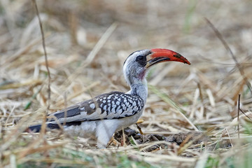 Fototapeta premium Western red-billed hornbill (Tockus kempi)