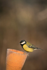 Great tit