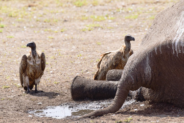 Kappengeier und Elefant