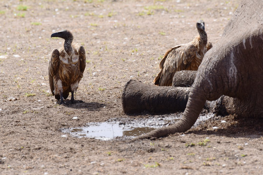 Kappengeier und Elefant