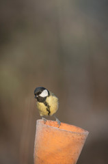 Great tit