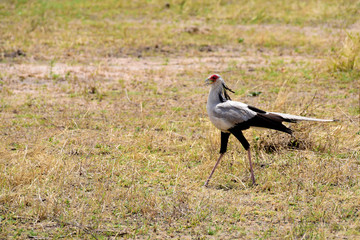 Sekretär Greifvogel