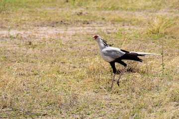 Sekretär Greifvogel