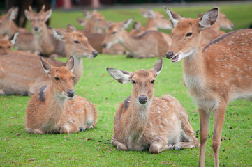 Female deer