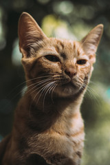 ginger cat looking at camera