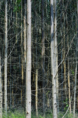 Closeup of eucalyptus trunks on rational plantation