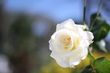 white rose 