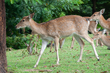 Female deer