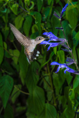 Juvenile Ruby- Throated Hummingbird Feeding on Black & Blue Salvia