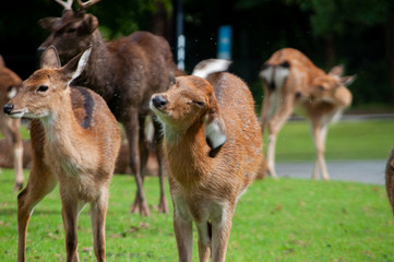 female deer flicking water