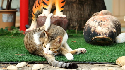 Search photos pussy licking