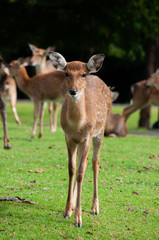 Young sika deer  in the field