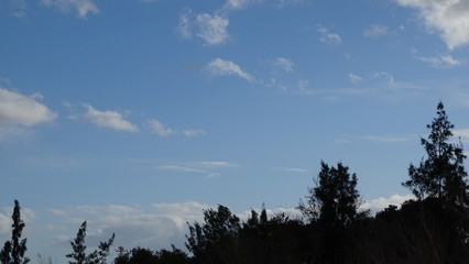 Cielo y arboles cordoba