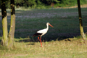 Obraz premium The white stork