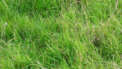 Hierba frondosa cordoba