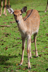 Young sika deer  in the field