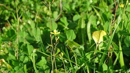 Flor amarilla cordoba