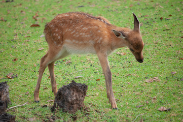 baby sika deer