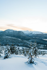 Fototapeta na wymiar Snow covered trees on mountain in winter, Mount Washington, Strathcona Provincial Park, British Columbia, Canada