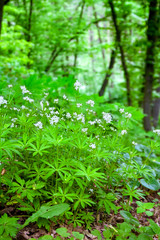 Sweetscented bedstraw (Galium odoratum) blooming in spring forest