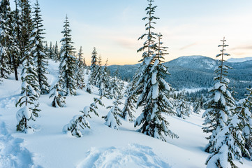 Snow covered trees on mountain in winter, Mount Washington, Strathcona Provincial Park, British Columbia, Canada