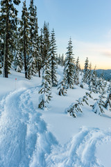 Snow covered trees on mountain in winter, Mount Washington, Strathcona Provincial Park, British Columbia, Canada