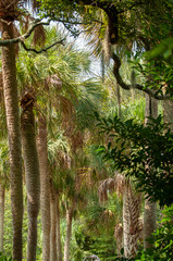 Naklejka premium High Palms