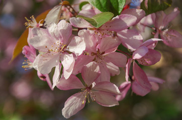 Colorful spring flowers. Blossoming Cherry on sunny day on blurred natural background. Russia
