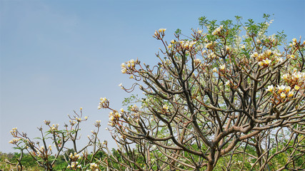 Nature Background of Plumeria Flowers Tree and Sky