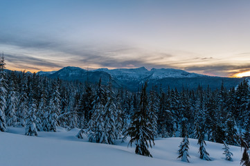 Fototapeta na wymiar Snow covered trees on mountain at dusk, Mount Washington, Strathcona Provincial Park, British Columbia, Canada