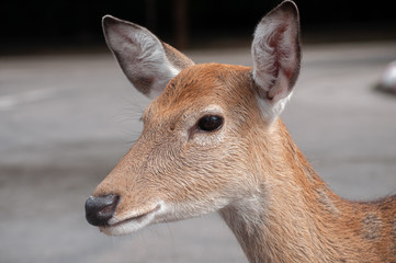 Female deer