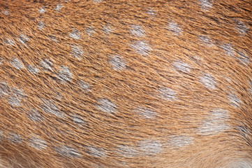 sika deer hair