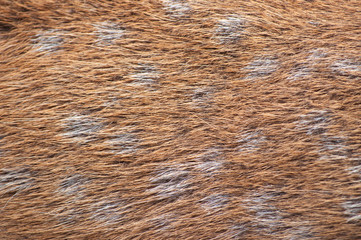 sika deer hair