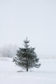 Christmas Tree - Isolated in winter nature