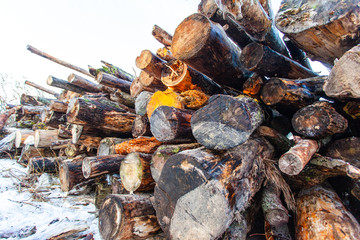 large pile of raw, old logs and firewood