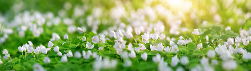 Wood with spring flowers