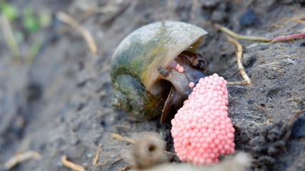 snails lay eggs in rice fields