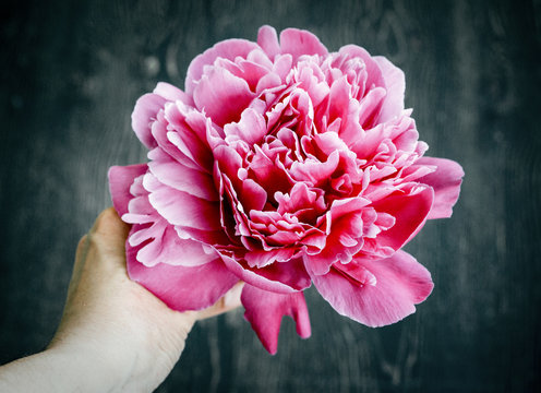 Child holding one peonies 