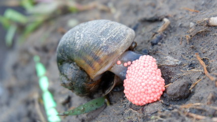 snails lay eggs in rice fields
