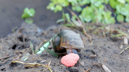 snails lay eggs in rice fields