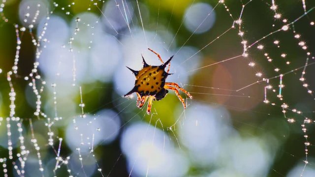 Spider (Hosselt's Spiny Spider) clean it'self on web in forest, Thailand.