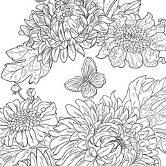 chrysanthemum drawn flowers black white vector
