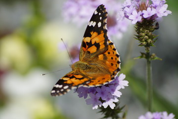 Blume im Garten mit Schmetterling